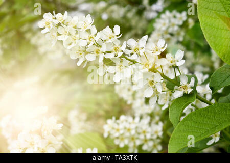 Bird Cherry (Prunus padus) mit weißen Blumen, die in der Sun Ray. Prunus, Hackberry, hagberry oder Mayday Baum blüht im Wald im Frühling. Stockfoto