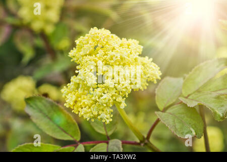 Niederlassung von zierpflanzen Holunder (sambucus) mit gelben Blüten in der Sonne. Schönen Frühling Hintergrund. Stockfoto