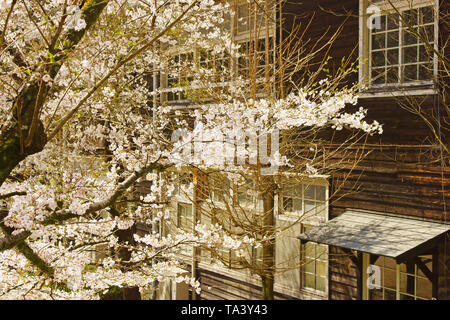 Kirschblüten und Holz- Schule Stockfoto