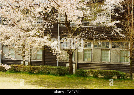 Kirschblüten und Holz- Schule Stockfoto