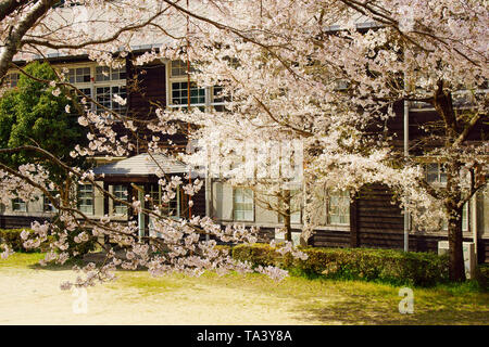 Kirschblüten und Holz- Schule Stockfoto