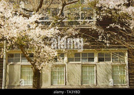 Kirschblüten und Holz- Schule Stockfoto