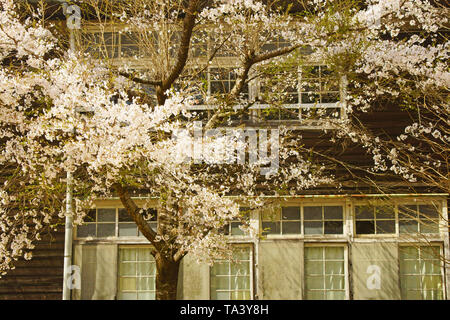 Kirschblüten und Holz- Schule Stockfoto