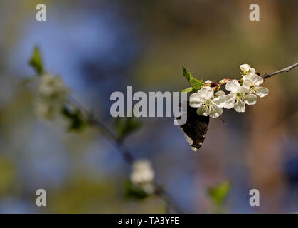 Nymphalis antiopa (Trauer Mantel oder Camberwell Beauty) auf einem schönen cherry Niederlassung im Frühjahr Stockfoto
