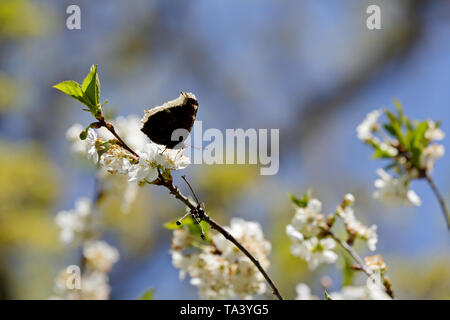Nymphalis antiopa (Trauer Mantel oder Camberwell Beauty) auf einem schönen cherry Niederlassung im Frühjahr Stockfoto