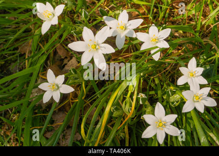 Die sternförmigen weißen Blüten von Star Of Bethlehem (ornithogalum) Stockfoto