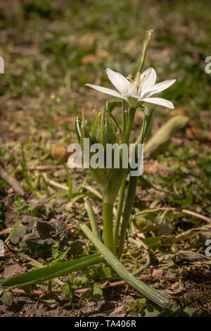 Einzelnen Stern-von-Bethlehem weiße Blume (Alpenveilchen) - Seitenansicht Stockfoto