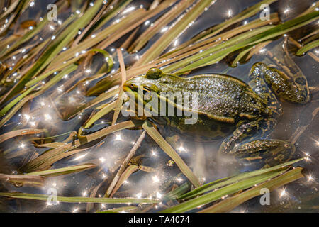 Green frog in seichtem Wasser und Schilf - breiteren Rahmen mit sternförmigen sunreflections im Wasser. Stockfoto