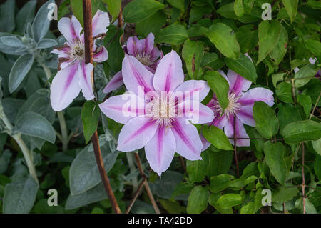 Nahaufnahme Natur Foto mehrere Bunte bunte Laubwälder Rosa Weiß Gestreifte Clematis Piilu Blumen Weinstock Kletterpflanze grünes Laub Stockfoto