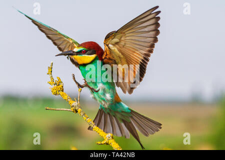 Schönen bunten wilden Vogel fliegt und sitzt auf einem Ast, einzigartige Tierwelt Stockfoto
