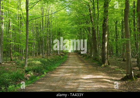 Gasse in den Wald von Montmorency in der Nähe von Paris in Frankreich, Europa Stockfoto