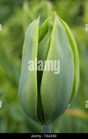 Tulipa 'Evergreen'. Reines Grün Blüten der immergrünen tulip-UK Stockfoto