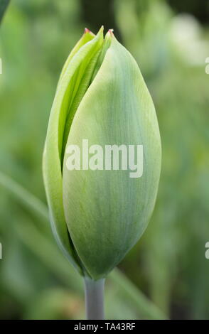 Tulipa 'Evergreen'. Reines Grün Blüten der immergrünen tulip-UK Stockfoto