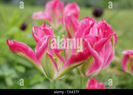 Tulipa 'Florosa'. Hohe, elegante Blüten von Florosa Tulip in einem britischen Garten Stockfoto