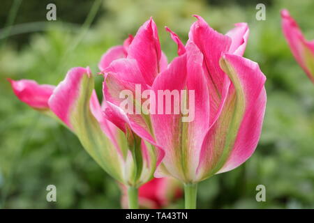 Tulipa 'Florosa'. Hohe, elegante Blüten von Florosa Tulip in einem britischen Garten Stockfoto