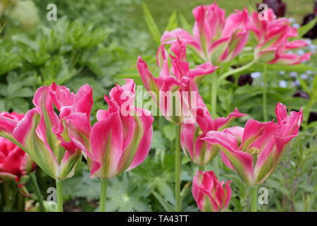 Tulipa 'Florosa'. Hohe, elegante Blüten von Florosa Tulip in einem britischen Garten Stockfoto