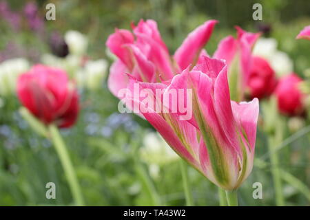 Tulipa 'Florosa'. Hohe, elegante Blüten von Florosa Tulip in einem britischen Garten Stockfoto