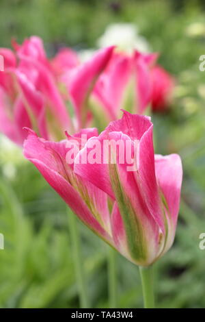 Tulipa 'Florosa'. Hohe, elegante Blüten von Florosa Tulip in einem britischen Garten Stockfoto