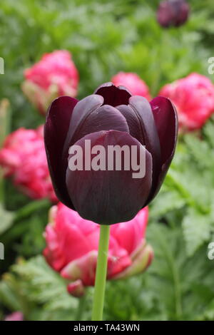 Tulipa 'Königin der Nacht'. Markante dunkle kastanienbraune Blüten der Königin der Nacht Tulpe Stockfoto