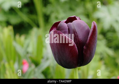 Tulipa 'Königin der Nacht'. Distinctinve Dark Maroon blüht der Königin der Nacht Tulip Stockfoto