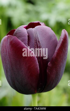 Tulipa 'Königin der Nacht'. Distinctinve Dark Maroon blüht der Königin der Nacht Tulip Stockfoto