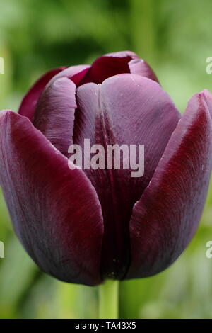 Tulipa 'Königin der Nacht'. Distinctinve Dark Maroon blüht der Königin der Nacht Tulip Stockfoto