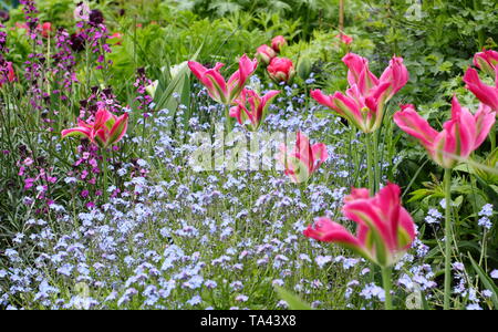 Tulipa 'Florosa'. Hohe, elegante Blüten von Florosa Tulip in einem britischen Garten Stockfoto