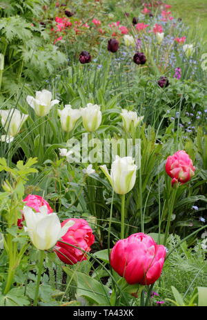 Tulipa. Tulpen - Spring Green, Ruf einzigartig und Königin der Nacht - einen Garten Grenze im Frühjahr unterstreichen - Großbritannien Stockfoto