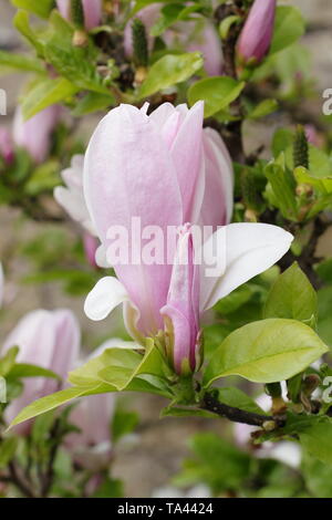 Magnolia „George Herny Kern“. NGM. Hybrid aus Magnolia liliiflora 'Nigra' x M. stellata 'Rosea' Stockfoto