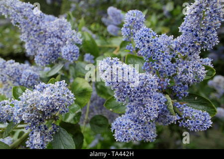 Ceanothus arboreus 'Trewithen Blue'. Blüten der Kalifornischen lilac' Trewithen Blue' in der Mitte der Feder-UK. Hauptversammlung Stockfoto