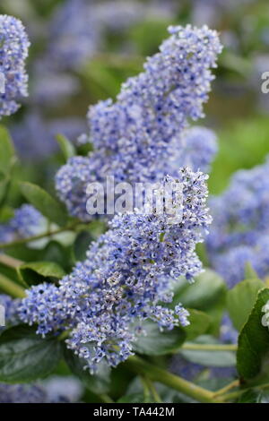 Ceanothus arboreus 'Trewithen Blue'. Blüten der Kalifornischen lilac' Trewithen Blue' in der Mitte der Feder-UK. Hauptversammlung Stockfoto