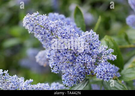 Ceanothus arboreus 'Trewithen Blue'. Blüten der Kalifornischen lilac' Trewithen Blue' in der Mitte der Feder-UK. Hauptversammlung Stockfoto