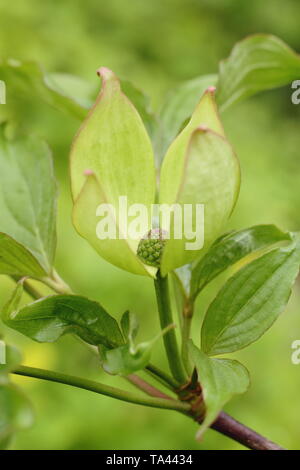 Hüllblätter von Cornus 'Venus' - ein Hybrid zwischen Cornus nutallii und Cornus kousa var. chinensis. Hauptversammlung Stockfoto