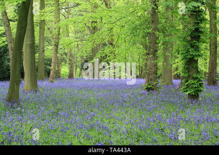 Renishaw Hall und Gärten, Derbyshire, UK. Bluebells (hyacinthoides scripta) in den Woodland Garden in Derbyshire UK Stockfoto