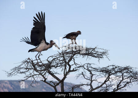 Gleichgewicht der Natur als großes Marabu Leptoptilos crumenifer und Tawny Eagle Aquila rapax Barsch unsicher auf einem großen Baum in Südafrika Stockfoto