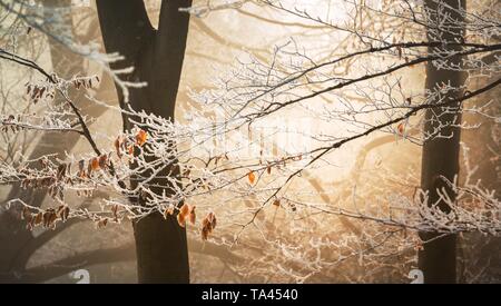 Blätter im Herbst im Schnee Stockfoto