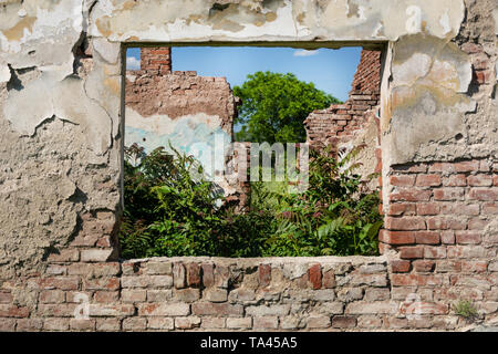 Ruinen Fenster und Red brick wall des Alten das Haus ohne Dach und wachsendes Gras aus dem Boden. Das Haus eingestürzt von Katastrophe. Nahaufnahme Stockfoto