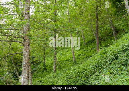 Chinesisch süß Gummi (Liquidambar formosana) aka Formosan Gummi Bäume im Wald mit grüner Vegetation auf einem Hügel bedeckt wachsen, Hualien County, Taiwan Stockfoto