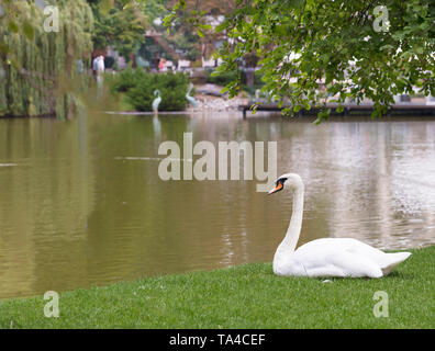 Ein weißer Schwan sitzt auf einer grünen Wiese in der Nähe einer Stadt Teich schaut auf die ruhige Oberfläche eines Teiches Stockfoto