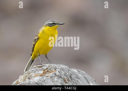 Schafstelze (Motacilla flava) sitzt auf einem Felsen in den Bergen. Schön Gelb und Grau songbird mit weichen grauen Hintergrund. Georgien Stockfoto