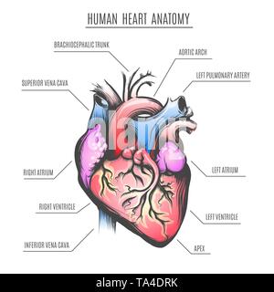 Menschliche Herz Anatomie Poster. Vector Illustration. Stock Vektor