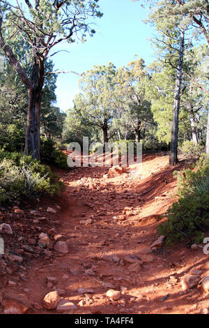 Die roten Felsen, Schmutz weg mit immergrüne Bäume und Sträucher auf dem Brins Mesa Trail in Sedona, Arizona, USA gefüttert Stockfoto