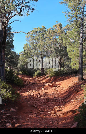 Die roten Felsen, Schmutz weg mit immergrüne Bäume und Sträucher auf dem Brins Mesa Trail in Sedona, Arizona, USA gefüttert Stockfoto