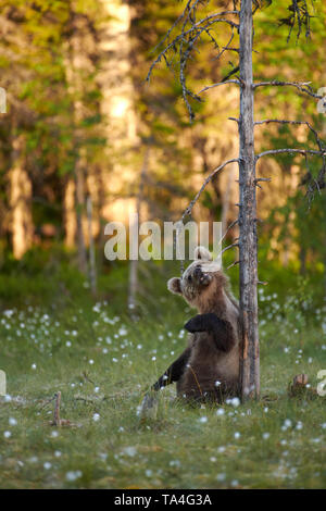 Brown bear Cub kauen trockenen Baumstumpf Zweig auf Sumpf in Nord-ost Finnland im Abend Licht am Ende des Juni 2018. Stockfoto