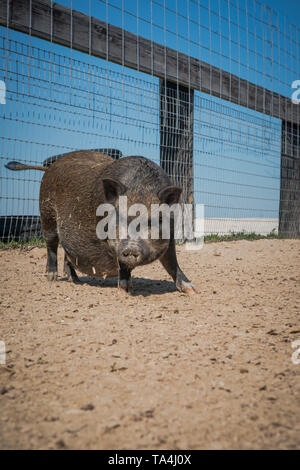 Cute Pot Belly Pig gefunden zu einem Hobby Farm. Stockfoto