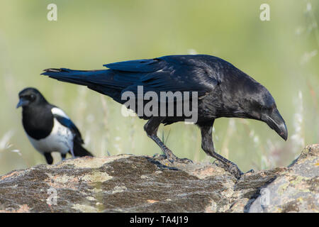 Kolkrabe (Corvus Corax), Wandern auf den Felsen, Extremadura, Spanien. Stockfoto