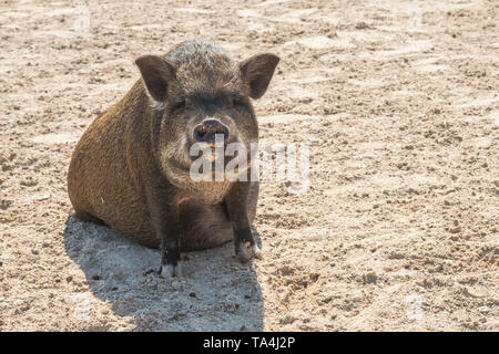 Cute Pot Belly Pig gefunden zu einem Hobby Farm. Stockfoto