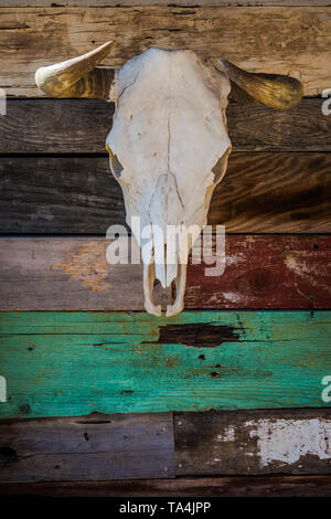 Ein gebleichtes, toten Schädel Steuern hängt an einer Wand in Oatman AZ. Stockfoto