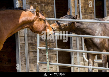 Zwei Pferde miteinander interagieren, durch den Zaun in Hayden, Idaho. Stockfoto