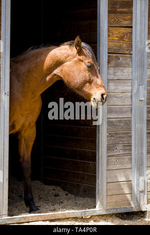 Eine kastanie Pferd steht an der Schwelle einer Scheune in Hayden, Idaho. Stockfoto